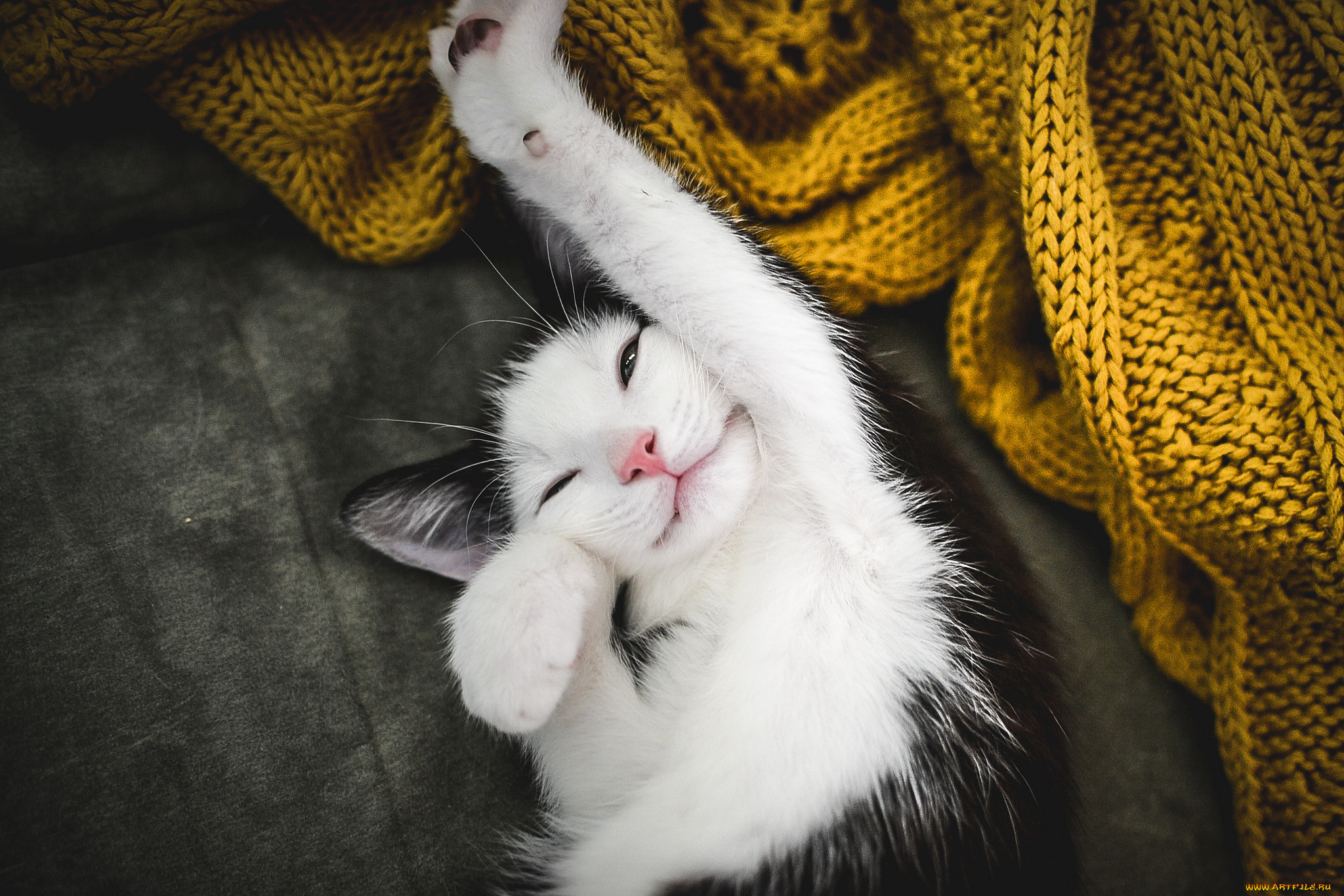 Пробуждение животных. Довольный кот. Счастливый кот. Кот потягивается. Котик проснулся.